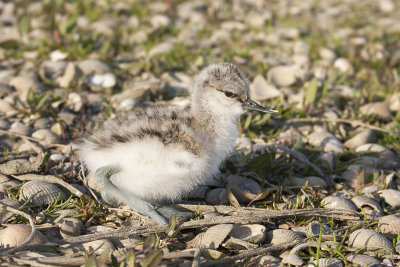 Kluut / Avocet