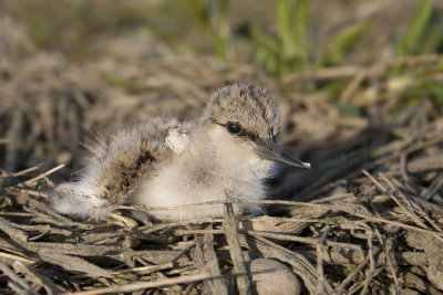 Kluut / Avocet