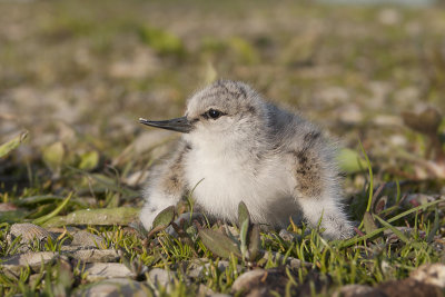 Kluut / Avocet