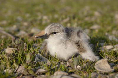 Kluut / Avocet
