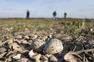 Dwergstern / Little Tern