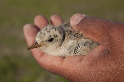 Dwergstern / Little Tern