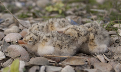 Dwergstern / Little Tern