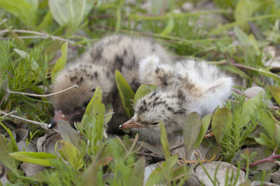 Dwergstern en Visdief / Little Tern and Common Tern