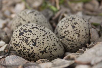 Eieren Strandplevier / Eggs Kentish Plover