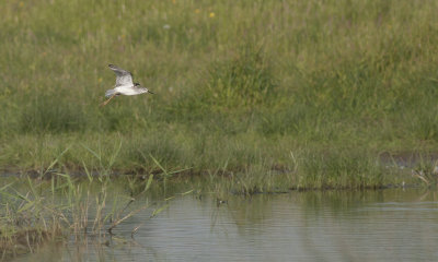 Poelruiter / Marsh Sandpiper