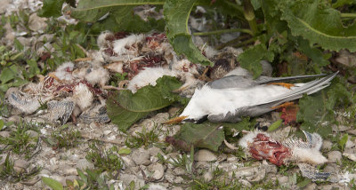 Dwergsterns / Little Terns