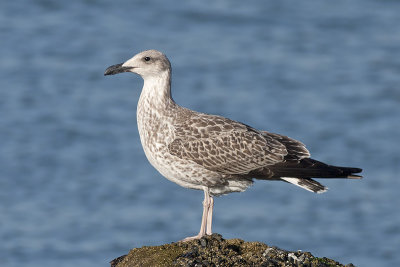 Geelpootmeeuw / Yellow-legged Gull