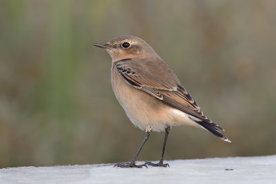 Tapuit / Wheatear