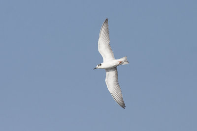 Witvleugelstern / White-winged Black Tern
