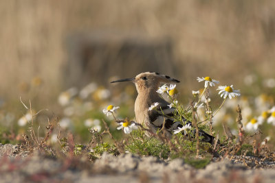 Hop / Hoopoe