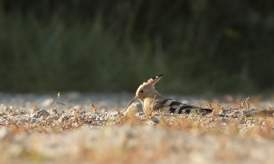 Hop / Hoopoe