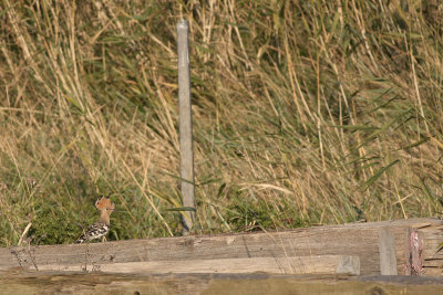 Hop / Hoopoe