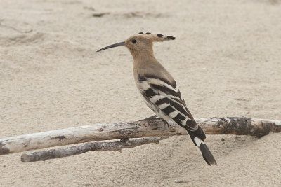 Hop / Hoopoe