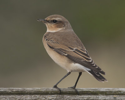 Tapuit / Wheatear