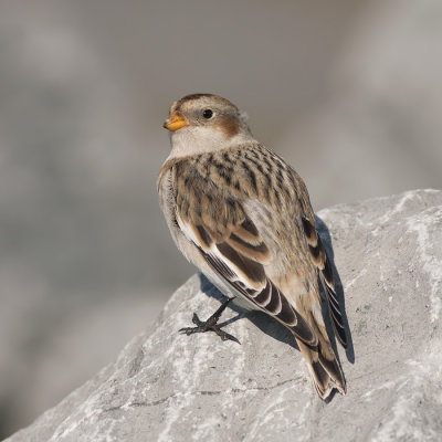 Sneeuwgors / Snow Bunting