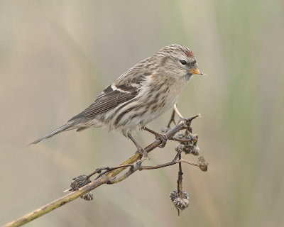 Grote Barmsijs / Mealy Redpoll