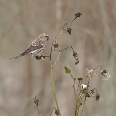 Grote Barmsijs / Mealy Redpoll