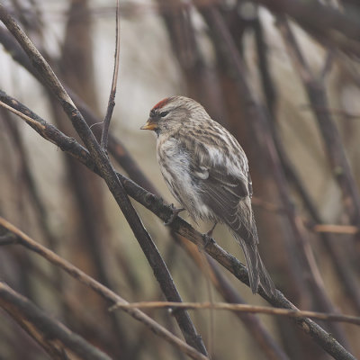 Grote Barmsijs / Mealy Redpoll