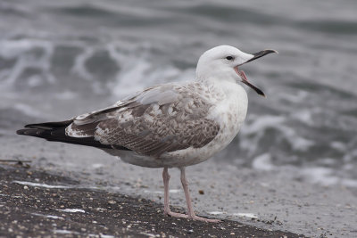 Pontische Meeuw / Caspian Gull