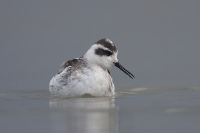 Grauwe Franjepoot / Red-necked Phalarope