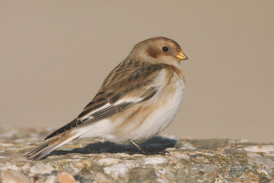 Sneeuwgors / Snow Bunting