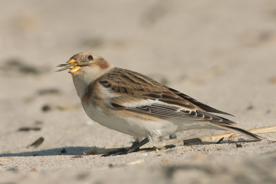 Sneeuwgors / Snow Bunting