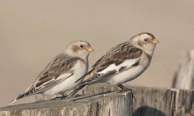 Sneeuwgors / Snow Bunting