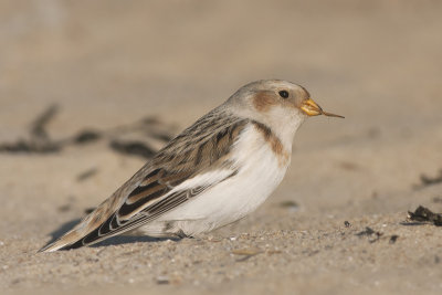 Sneeuwgors / Snow Bunting