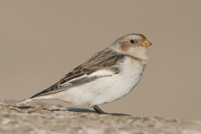 Sneeuwgors / Snow Bunting