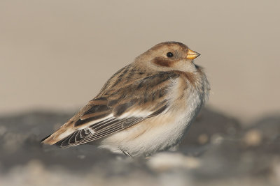 Sneeuwgors / Snow Bunting