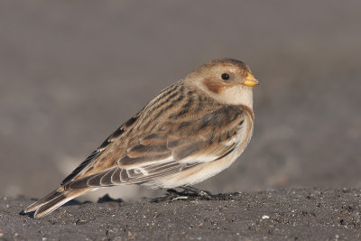 Sneeuwgors / Snow Bunting