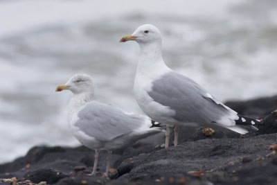 Pontische Meeuw / Caspian Gull