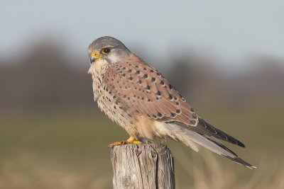 Torenvalk / Common Kestrel