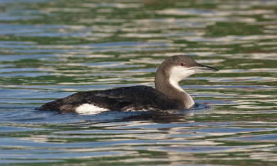 Parelduiker / Black-throated Diver