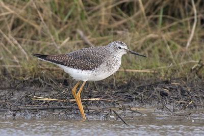 Kleine Geelpootruiter / Lesser Yellowlegs