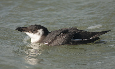 Alk / Razorbill