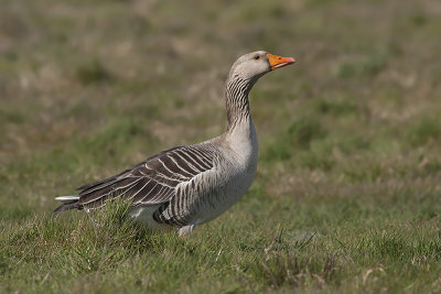 Grauwe Gans / Greylag Goose