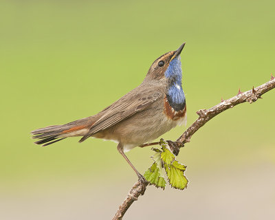 Blauwborst / Bluethroat