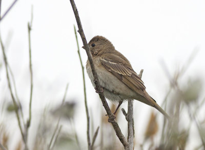 Roodmus / Common Rosefinch