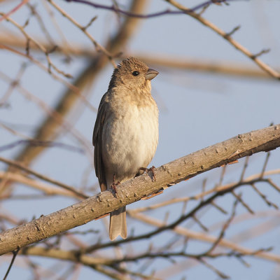 Roodmus / Common Rosefinch