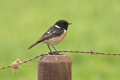 Roodborsttapuit / Stonechat