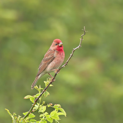 Roodmus / Common Rosefinch