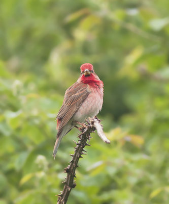 Roodmus / Common Rosefinch