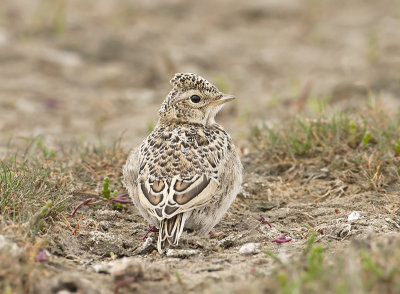 Veldleeuwerik / Sky Lark