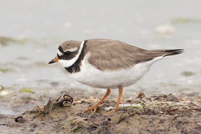 Bontbekplevier / Great Ringed Plover