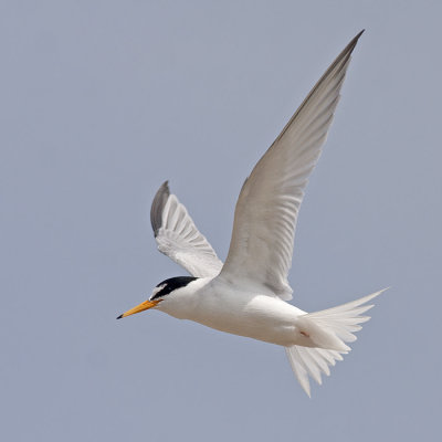 Dwergstern / Little Tern
