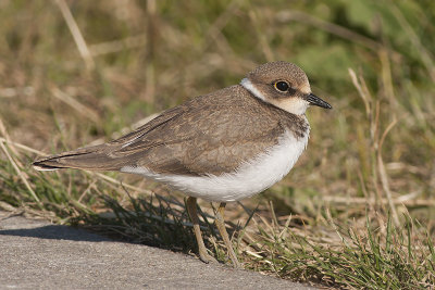 Kleine Plevier / Little Ringed Plover