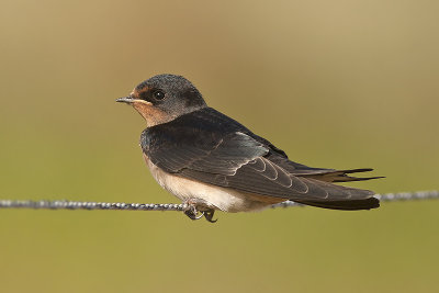 Boerenzwaluw / Barn Swallow