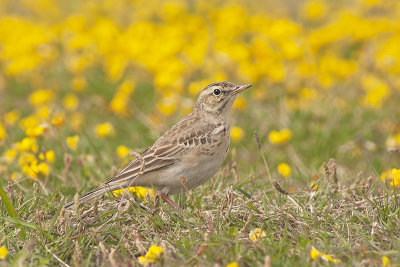 Duinpieper / Tawny Pipit